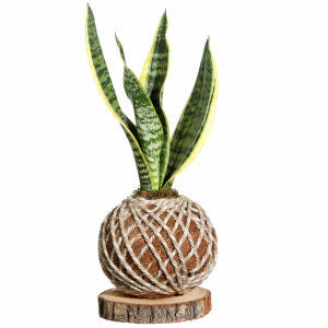 گل طبیعی سانسوریا مدل کوکه داما