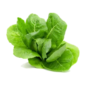 کاهوی صادراتی